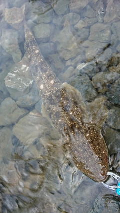 マゴチの釣果