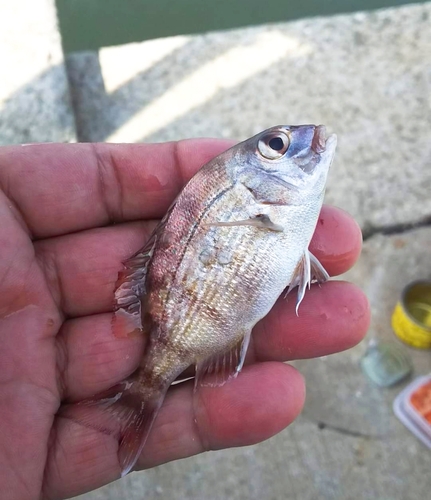 チャリコの釣果