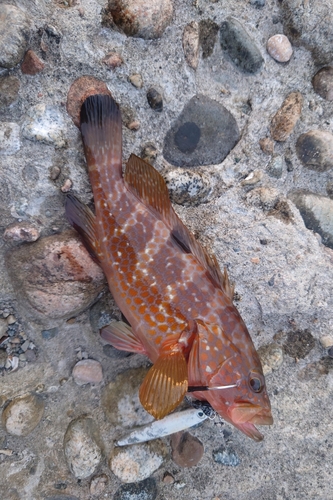 キジハタの釣果