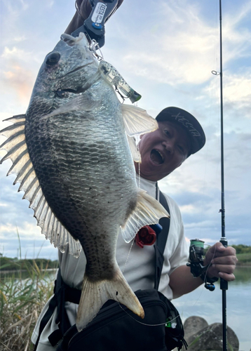 キチヌの釣果