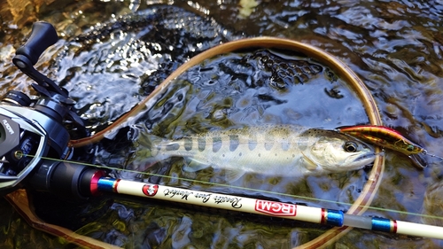 アマゴの釣果