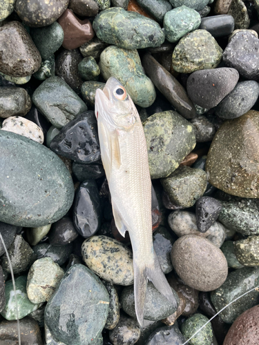 ツバメコノシロの釣果