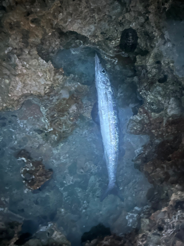 オニカマスの釣果