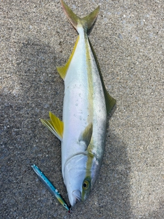 ヒラマサの釣果