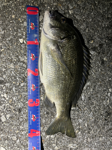 ミナミクロダイの釣果