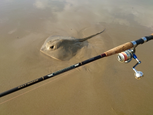 アカエイの釣果