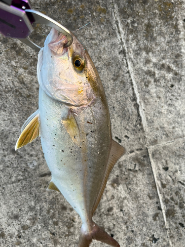 ショゴの釣果