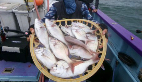 マダイの釣果