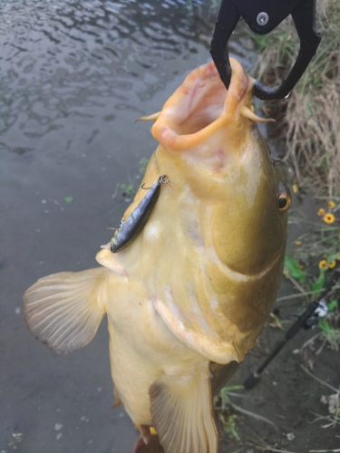 コイの釣果