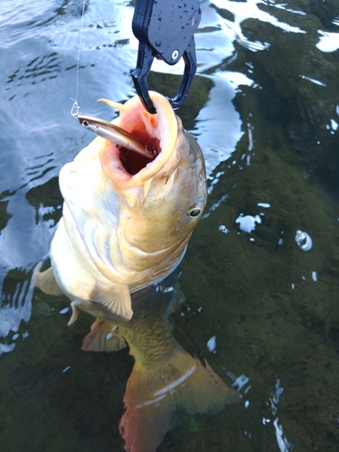 コイの釣果