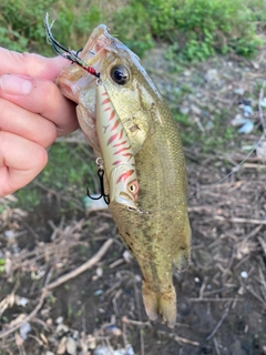 ラージマウスバスの釣果