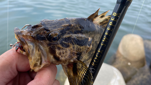 タケノコメバルの釣果