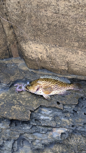 イシミーバイの釣果