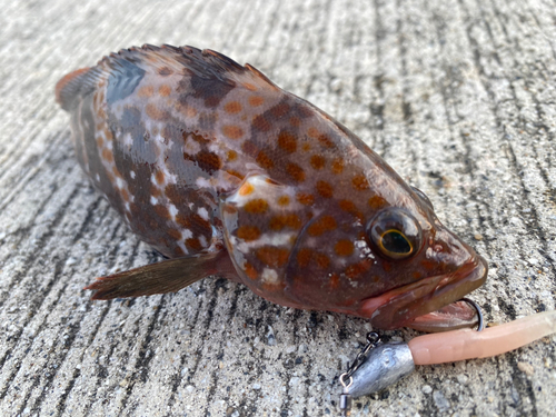 キジハタの釣果