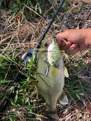 ラージマウスバスの釣果