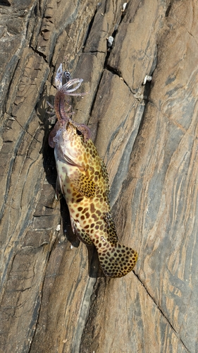 イシミーバイの釣果