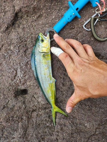 シイラの釣果