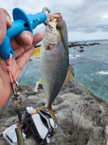 ショゴの釣果