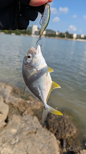 メッキの釣果