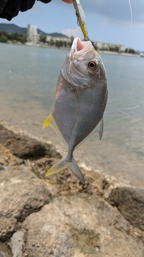 メッキの釣果