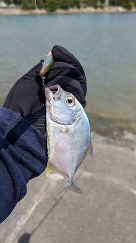 メッキの釣果