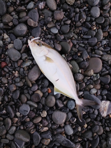 ショゴの釣果