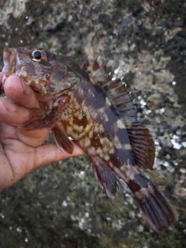 ガシラの釣果