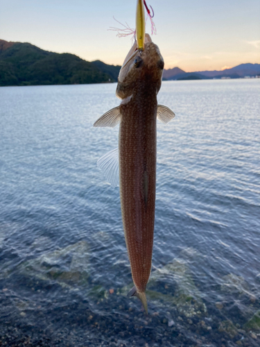 エソの釣果