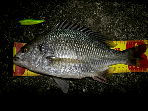 チヌの釣果