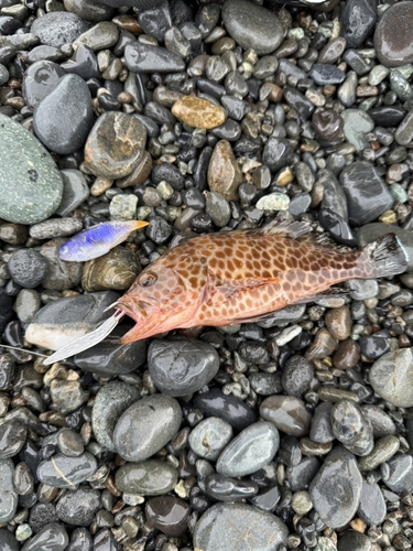 オオモンハタの釣果