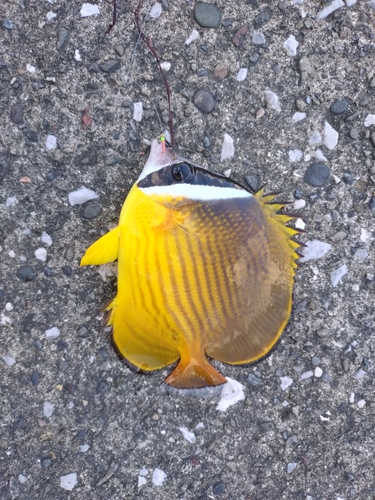 チョウチョウウオの釣果