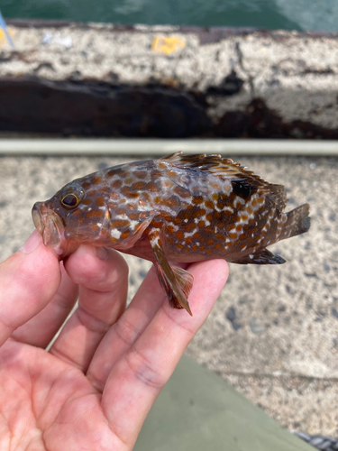 アコウの釣果