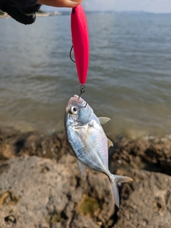 メッキの釣果