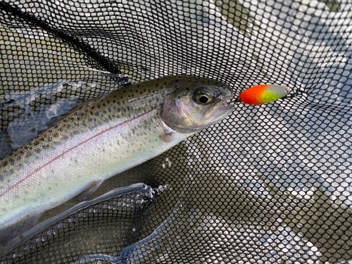 ニジマスの釣果