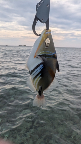 ムラサメモンガラの釣果