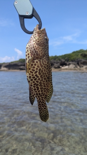 イシミーバイの釣果