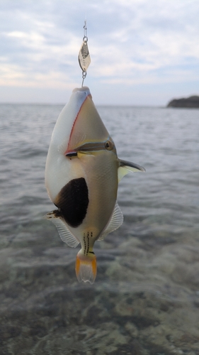 ムラサメモンガラの釣果