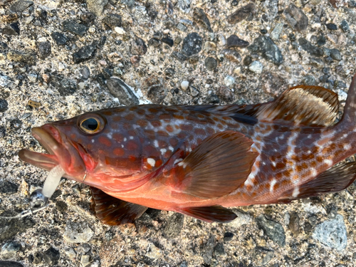 キジハタの釣果