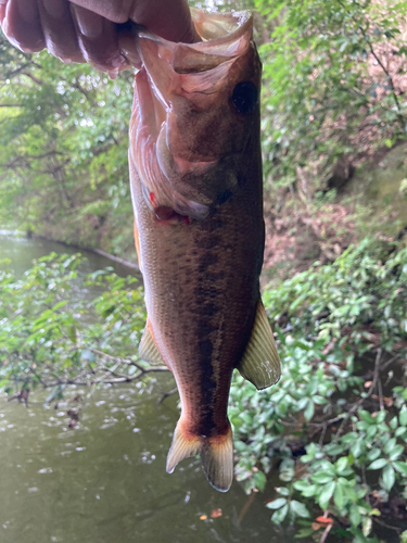 ブラックバスの釣果