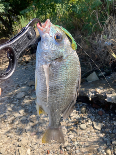 キビレの釣果