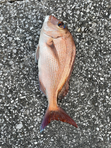 マダイの釣果