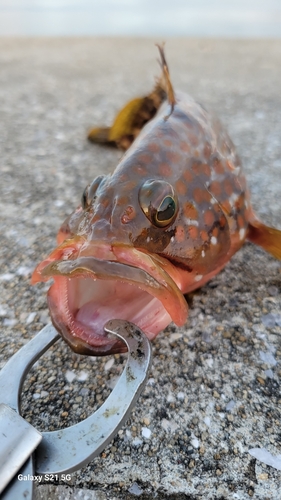 キジハタの釣果