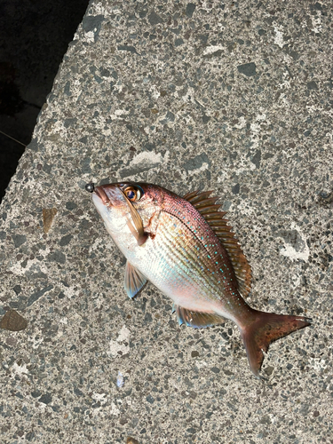 タイの釣果