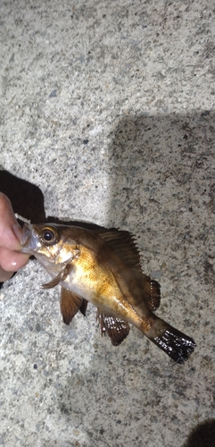 メバルの釣果