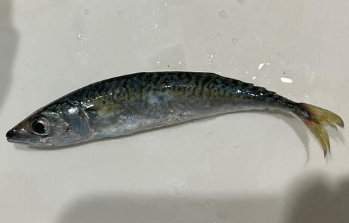 サバの釣果