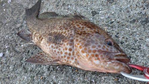 オオモンハタの釣果