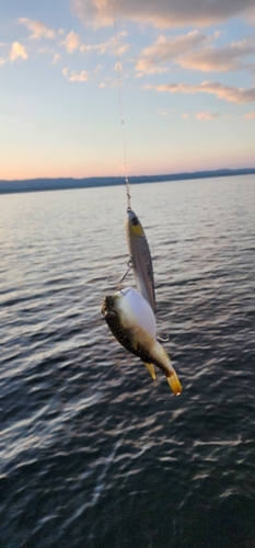 フグの釣果