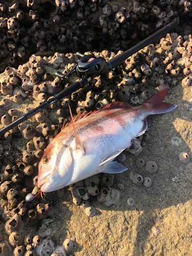 マダイの釣果