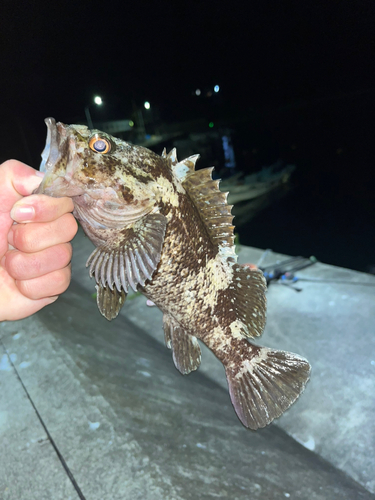 ムラソイの釣果