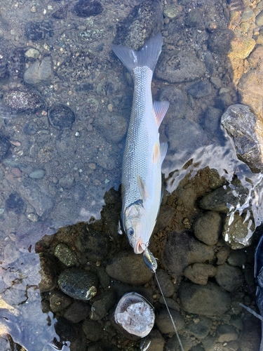 ウグイの釣果